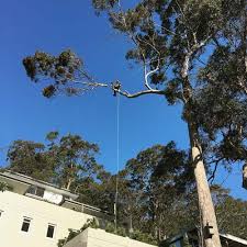 Maybe you would like to learn more about one of these? Tree Removal Services Northern Sydney Call Us Now On 0415 463 647
