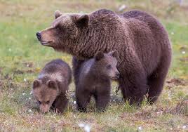 Brownbear Family Facts About Bears Bear Bear Pictures