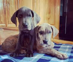 Browse thru great dane puppies for sale in indiana, usa area listings on puppyfinder.com to find your perfect puppy. Home Schlichter Danes