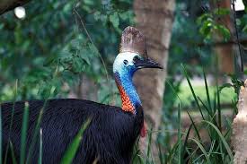Colombia Fauna And Flora Flora Y Fauna De Indonesia Cassowary Rainforest Animals Rainforest