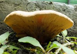 Image result for Paxillus panuoides