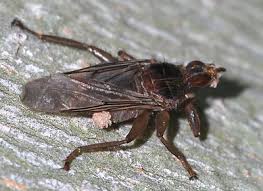 Apr 28, 2017 · in humans. Commensalism Entomologists Glossary Amateur Entomologists Society Aes