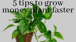 Maybe you would like to learn more about one of these? How To Grow Money Plant Faster Top 5 Tips To Grow Money Plant Youtube