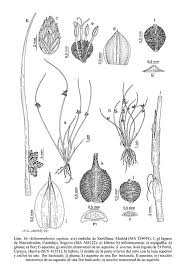 Image result for Schoenoplectus erectus