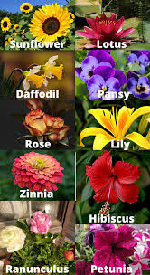 10 Best Flowering Plants For Spring Early Summers Flowering Plants In India Glowing Flowers Summer Flowers To Plant