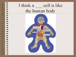 Cell Structure And Function What Makes Up Cells