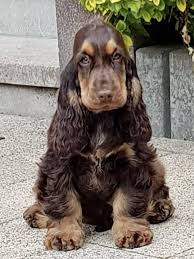 Rizi Bizi Amanda Pet Dogs Spaniel Puppies Best Dogs