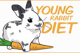 For the first seven weeks of life, a baby. A Healthy Diet For Young Rabbits