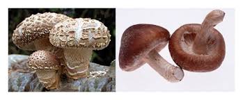 Image result for Lentinus edodes