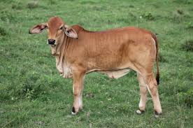 Ta Brahmans Proven Tender Cattle Home