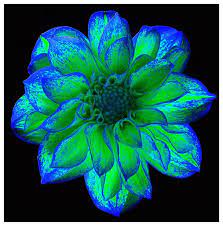 Green flowers pretty flowers neon green green colors colours bright green mint green dark green aesthetic green photo. Beauty In Everything Photography Neon Flowers Blue Flowers Flowers