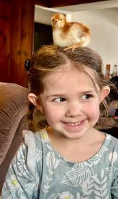 Adding 11 baby chickens to our flock