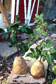 Como Crecer Esquejes De Rosa Con Patatas Rose Cuttings Plants Growing Roses