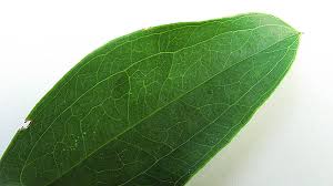 Image result for Smilacaceae