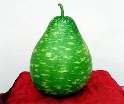 Image result for Lagenaria