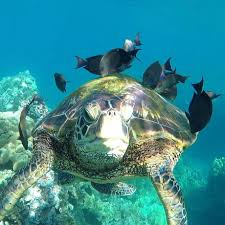 Sea Turtle Turtle Love Turtle Sea Turtle