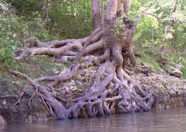 This tree has no relation to the american sycamore tree. Sycamore Tree Pictures Images Photos Facts Of Sycamores