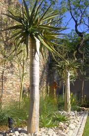 Ingenious Indigenous Evas Garden Design Garden Ideas South Africa Water Wise Landscaping Waterwise Garden