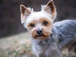 Image result for white yorkshire terrier