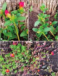 Image result for Portulaca centrali-africana