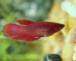 These are female short tail bettas imported in! The Genetics Of Betta Fish Tail Types My Aquarium Club