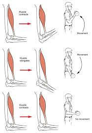 Figure 09 18 Types Of Muscle Contractions Chapter 09 The Muscular System Diagram Quizlet