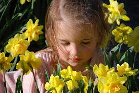 Beautiful Child In Daffodils Stock Photo