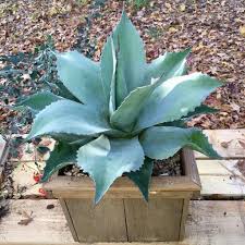 An overwatered succulent's leaves will typically appear soft, mushy, and translucent. 7 Cold Hardy Succulents For Northern Climate You Didn T Know About