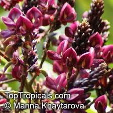 Image result for Millettia dura