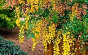 Image result for Laburnum