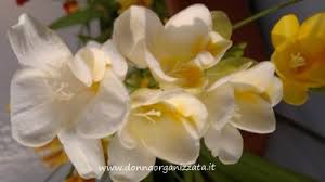 Si tratta di una specie perenne e sempreverde che produce piccoli fiori a grappolo delle tonalità che variano dal bianco, al lilla, al di una pianta di piccole dimensioni, alta tra i 15 e i 30 cm, che produce fiori a quattro petali, che variano dal bianco al viola e sono intensamente profumati. Bulbi Di Fiori Da Piantare In Autunno Donnaorganizzata