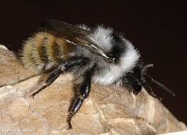 Image result for Bombus pomorum