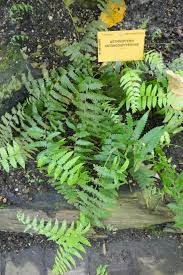 Image result for Arthropteris