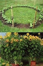Garden Idea Plants Sunflower House Garden Projects