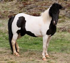 We did not find results for: Datei Beautiful Black And White Horse Jpg Wikipedia