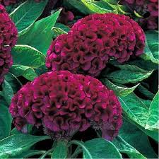 Deep Armor Purple Celosia Flower Seeds Annual 50 In 2020 Celosia Flower Flower Seeds Celosia Plant