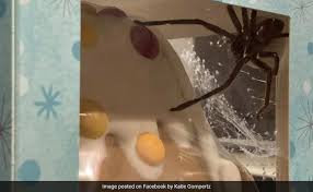 Check spelling or type a new query. Woman Buys Gingerbread House Finds Huge Huntsman Spider Inside