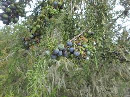 Image result for Juniperus procera