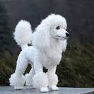 Poodle (Miniature) Dog Breed Information - American Kennel ...