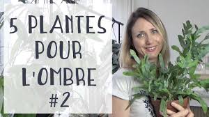 Maybe you would like to learn more about one of these? 5 Plantes D Interieur Pour Une Piece Sombre 2 Youtube