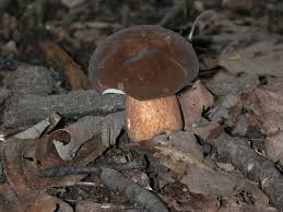 Image result for Boletus variipes