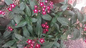 Bunga pentas berbentuk mungil dan bergerombol dengan warna terang seperti pink, ungu, krem dan putih. Tanaman Hias Bunga Pentas Bunga Bintang Pentas Lanceolata Atau Egyptian Star Warna Merah Youtube