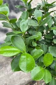 Image result for Fuirena microcarpa