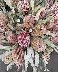 Floral Army On Instagram Banksia Menziesii Floral Instagram Flowers