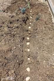 Potatoes are a relatively easy plant to grow, especially if you live in a warm and sunny area. How To Plant Seed Potatoes In The Ground In Pots In Straw