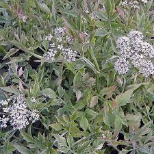 Image result for Oenanthe