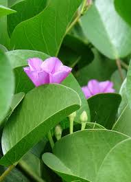 Image result for Kyllinga robinsoniana