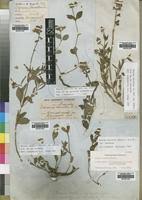 Image result for Ocimum urundense