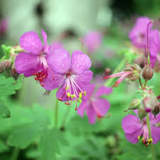 Image result for Geranium vagans