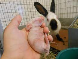 How To Care For Newborn Rabbits With A Mother - Domestic Baby Bunnies